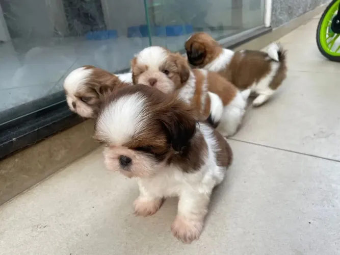 Shih tzu Um novo melhor amigo esperando por você