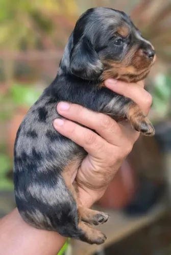Filhotes dachshund pelo longo