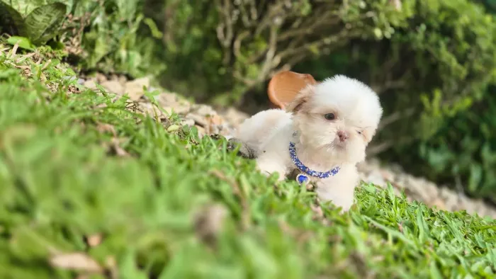 Shih tzu