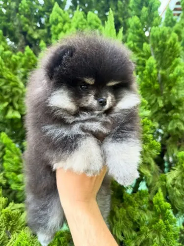 Lulu da Pomerânia Fêmea