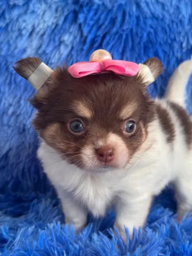Chihuahua fêmea Chocolatinha. Compacta, atenta e muito leal!