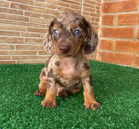 Dachshund Arlequim - Olhos Azuis - Macho e Fêmea 
