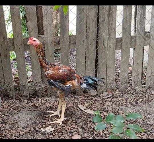 Frango indio gigante 