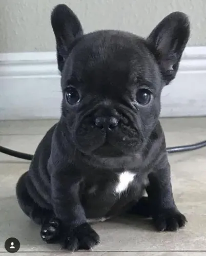 Bulldog Francês filhote - Um charme de pet para sua família