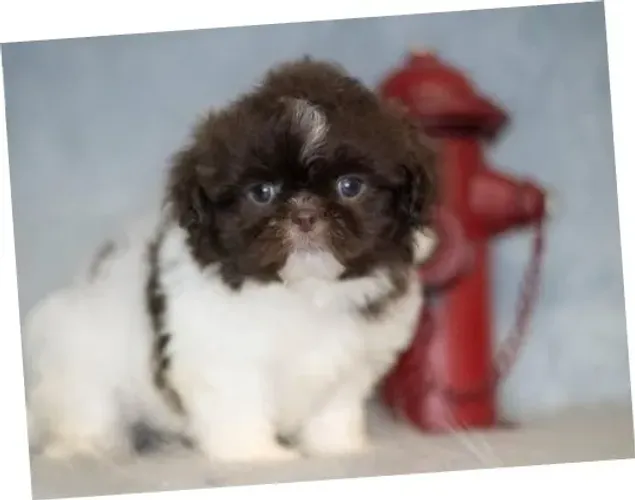 Filhote de Shih-Tzu Macho: O Amigo Perfeito para Seu Lar