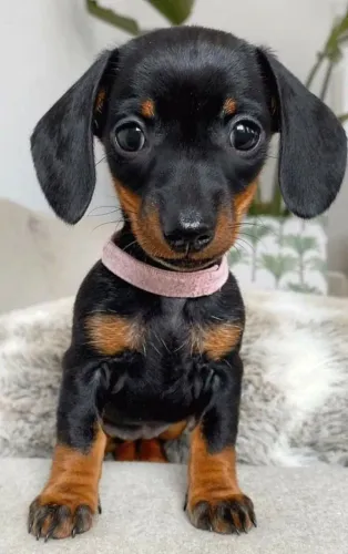 Basset teckel Carinhoso e Inteligente - Seu Novo Amigo Está Aqui!