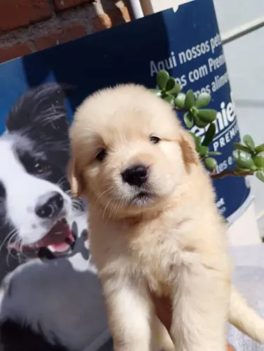 Filhote Golden Retriever, Quem disse que felicidade não pode ser abraçada?
