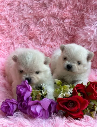 Spitz Alemão. Bebezinhos fofíssimos