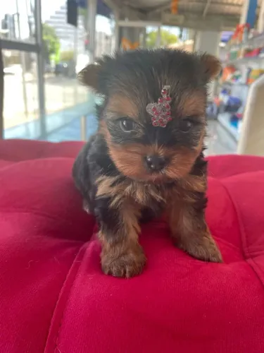 Filhote de Yorkshire Terrier - Fêmea