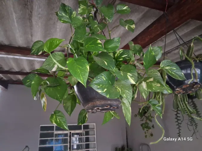 Linda Pothos Pendente com Folhas Variadas