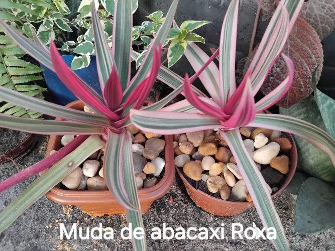 Mudas de plantas.