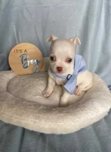 Chihuahua Fêmea Mini Gold e white : A Pequena Princesa da Sua Vida!