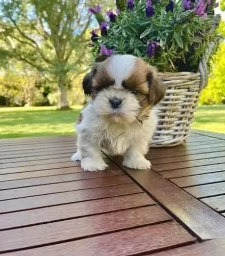 Lhasa Apso Tricolor Fêmea - Energia e Carinho em um Só Corpo!