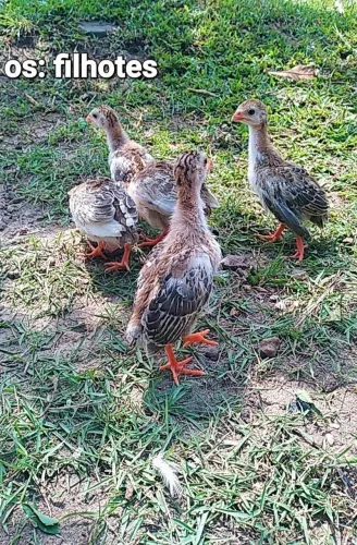 Galinha dAngola(picote) 