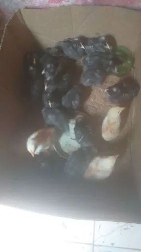Pintos Carijo 