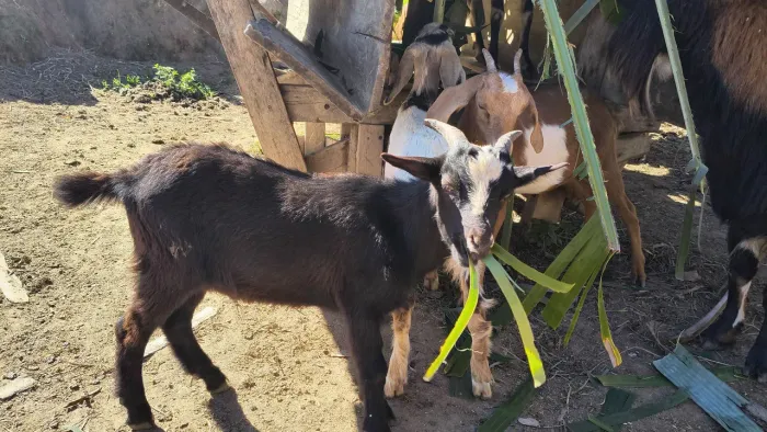 Mini bode cabrito