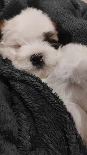 Filhote ilhasa Apso macho