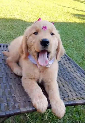 Golden Retriever Fêmea