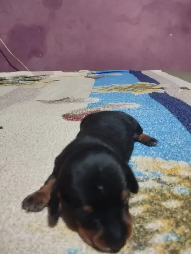 Cachorro