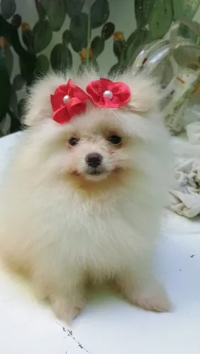 Lulu da Pomerânia fêmea
