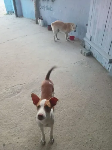 Cachorrinhas fêmea para adoção responsável