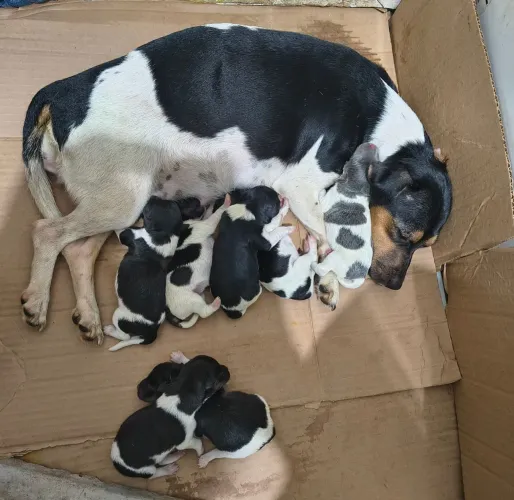 Filhotes de Terrier Brasileiro (Fox Paulistinha)