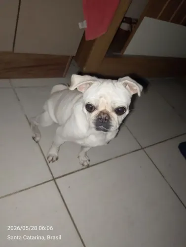 Pug fêmea cor branca/albina 3 anos gosta de brincar ela é um amor 