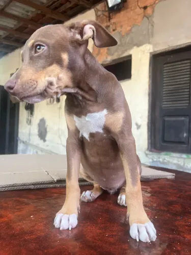 Pitbull 400,00
