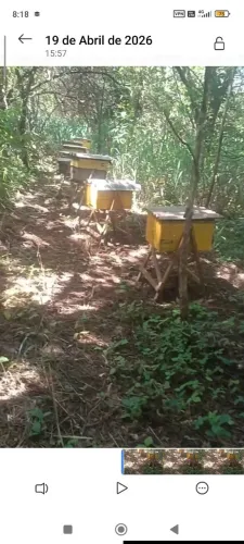 Apiário completo 