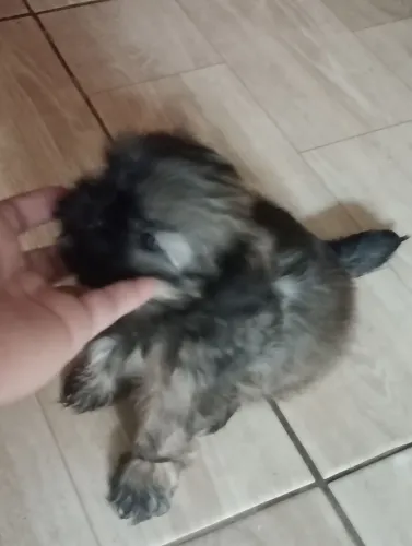 Shitzu Mini
