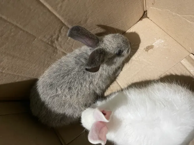 Coelhos 