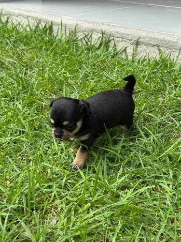 Filhotes de Chihuahua