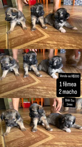 Vende-se Shih Tzu
