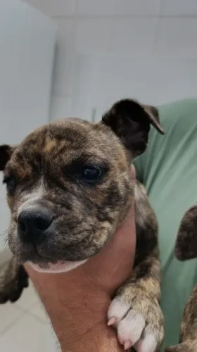 Filhote de Américan bully tigrado com pedigree