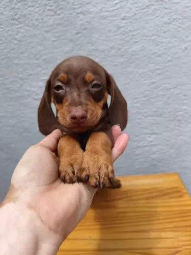 Dachshund: Personalidade que Cabe na Sua Rotina