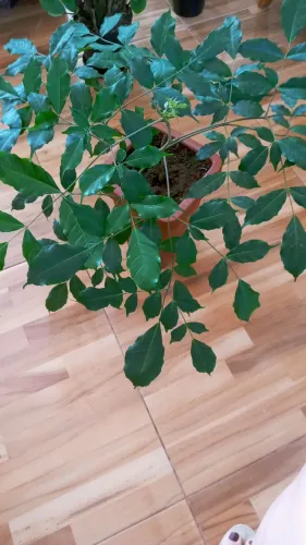 Renove Seu Ambiente Com a Exuberância da Planta Leia Verde