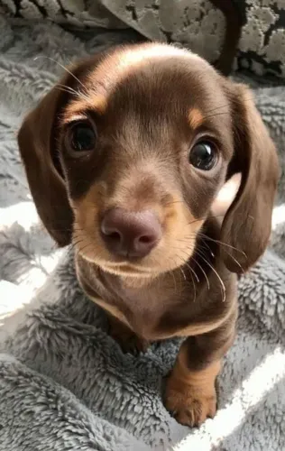 Cachorrinho Dachshund