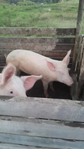 Vendo porcas adultas