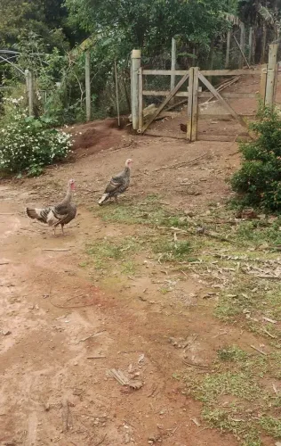 Peruas