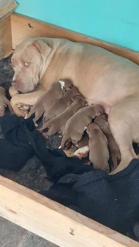 Pitmonter recém nascidos muito lindos