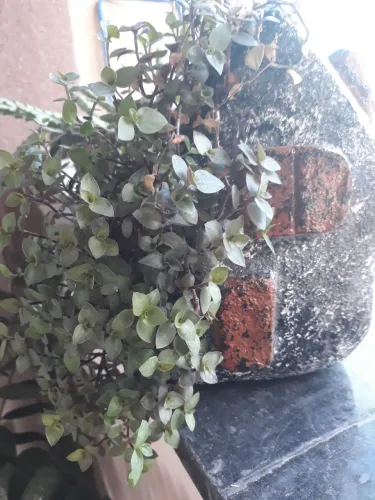 Vendo lindo vaso, casinha c/ planta pendente