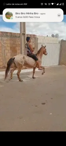 Vendo cavalo