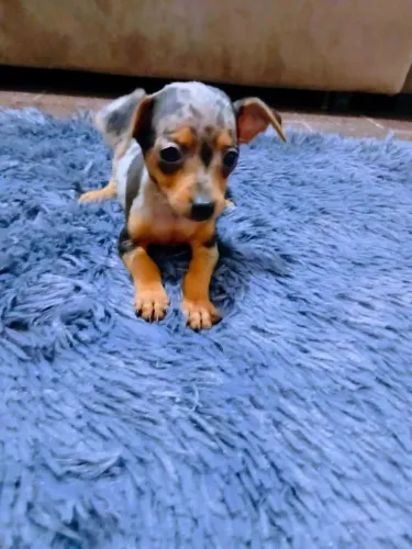 Vendo filhotes de pinscher 