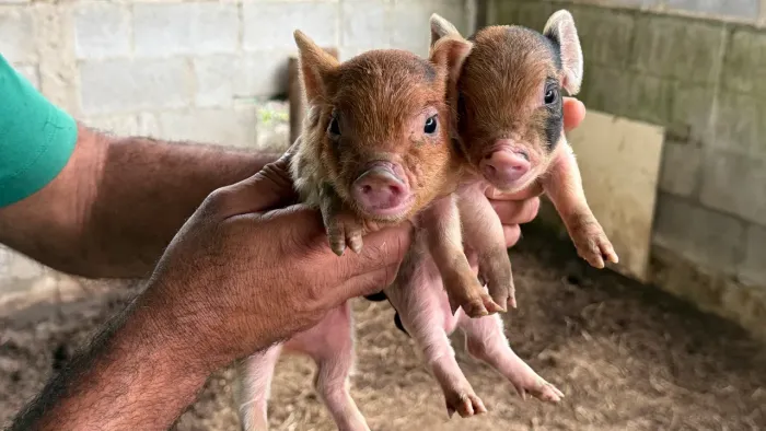 Mini Pig e Porco Caruncho