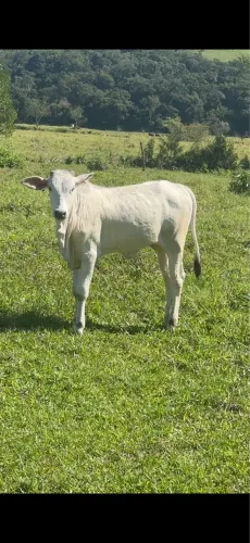 Última Novilha Nelore para venda