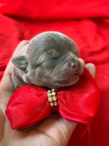 Chihuahua Pêlo curto Lilac para reserva 