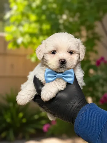 Lhasa apso machinho esperto