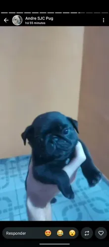 Pug