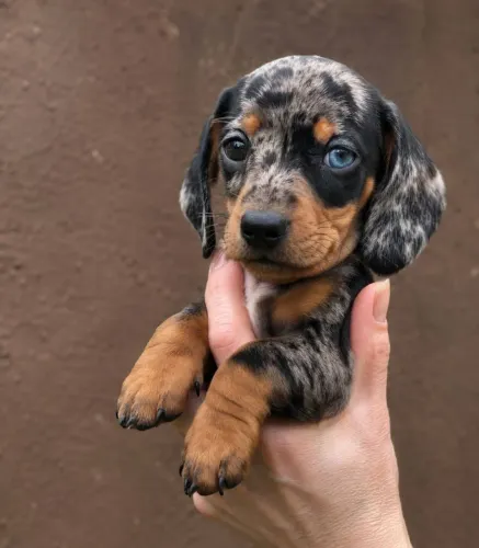 Basset Dachshund Arlequim dos olhos azuis