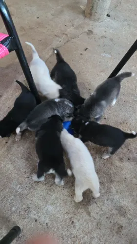 Vende filhotes de cachorro Husky siberiano